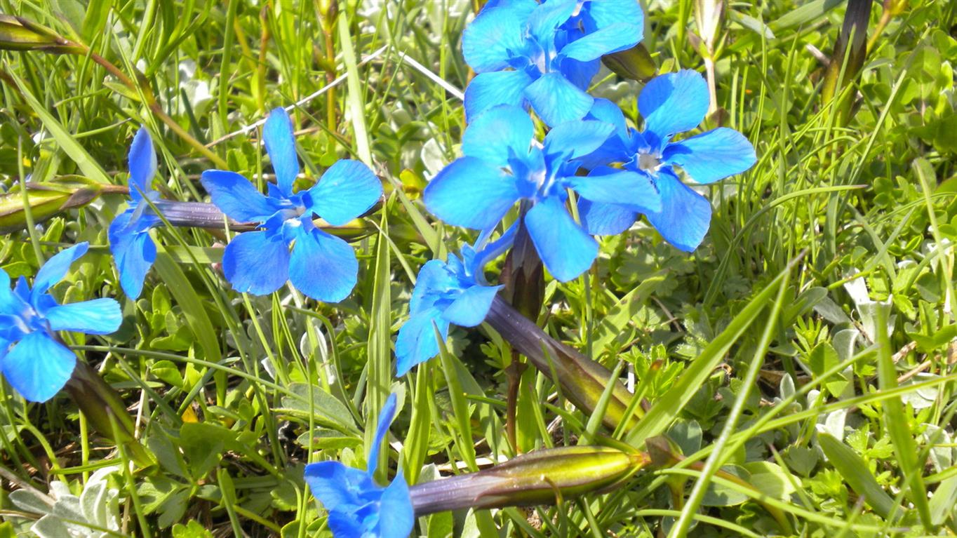 Val d''Aosta 04, Genziana...?